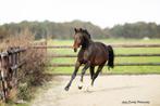 Veelbelovende 2,5-jarige ruin met fantastisch karakter, Dieren en Toebehoren, Paarden, Ruin, Dressuurpaard, Ontwormd, 3 tot 6 jaar