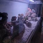 Aquarium stenen rotsen reef, levend steen, Ophalen, Plant(en), Steen of Hout