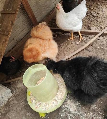Twee zijdehoen hennen. 1.5 jaar oud, Dieren en Toebehoren, Pluimvee, Kip, Vrouwelijk