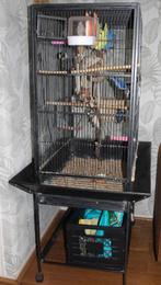 4 agapornis + kooi + toebehoren, Dieren en Toebehoren, Meerdere dieren, Dwergpapegaai of Agapornis