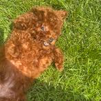 Raszuiver Toy poedel Reutje Toy poodle, Dieren en Toebehoren, Honden | Chihuahua's en Gezelschapshonden, Poedel, Rabiës (hondsdolheid)