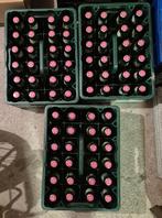 3 volle kratten Grolsch Premium Pilsner bier, Verzamelen, Biermerken, Ophalen, Nieuw, Flesje(s), Grolsch