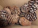 2 x 25 grote droge natuurlijke dennenappels 8 -10 cm ( c ), Hobby en Vrije tijd, Knutselen, Ophalen of Verzenden, Nieuw, Materiaal