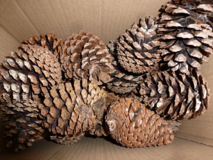 2 x 25 grote droge natuurlijke dennenappels 8 -10 cm ( c ), Hobby en Vrije tijd, Knutselen, Nieuw, Materiaal, Ophalen of Verzenden
