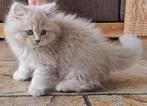 Laatste 3 Prachtige Britse langhaar kittens, Dieren en Toebehoren, Katten en Kittens | Raskatten | Langhaar, Meerdere dieren, Gechipt