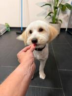 Boomer teefje, Dieren en Toebehoren, Honden | Niet-rashonden, Rabiës (hondsdolheid), 15 weken tot 1 jaar, Teef, Eén hond