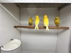 Kanarie, Dieren en Toebehoren, Mannelijk, Kleurkanarie