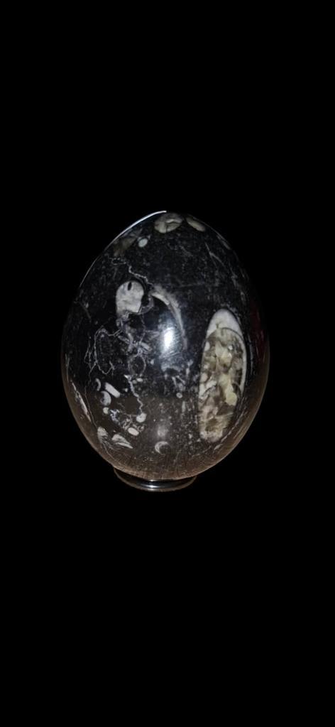 Orthoceras ei, Verzamelen, Mineralen en Fossielen, Mineraal, Ophalen of Verzenden