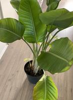 Paradijsvogel plant (Strelitzia nicolai), Ophalen, 100 tot 150 cm, Overige soorten, Halfschaduw