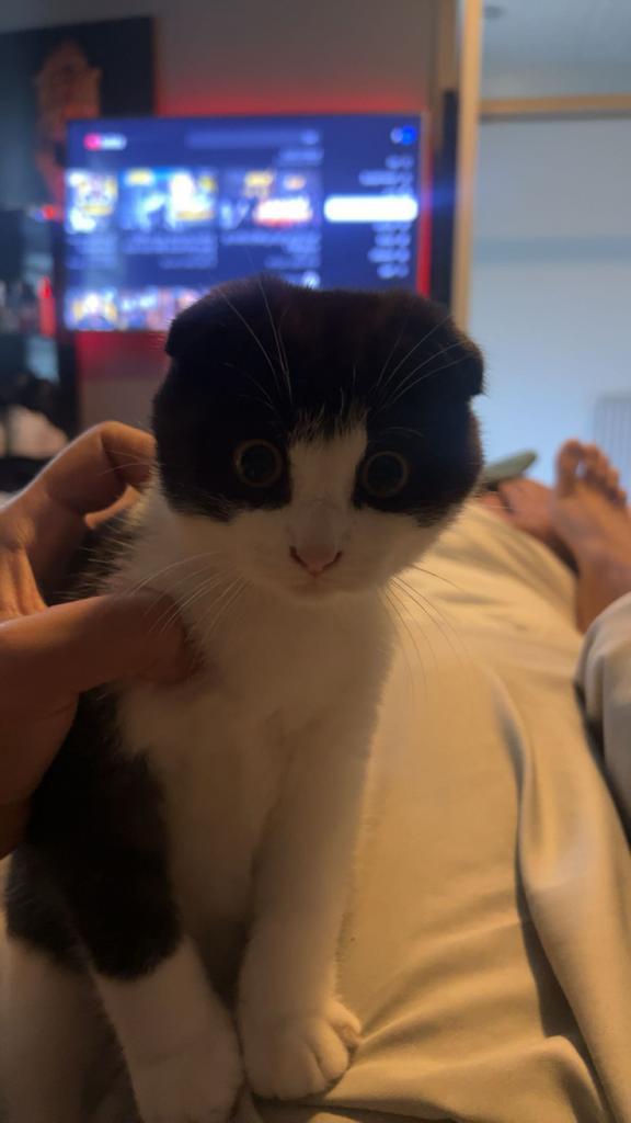 4 Britse korthaar, Dieren en Toebehoren, Katten en Kittens | Overige Katten, Poes