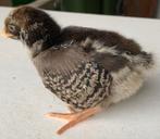 Barnevelder kriel kuijens (zilver /grojs), Dieren en Toebehoren, Vrouwelijk, Kip