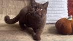Met stamboom: Brits Korthaar kitten (chocolade, kater), Dieren en Toebehoren, Katten en Kittens | Raskatten | Korthaar, Kater