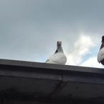 Leuke duif geslacht onbekend, Dieren en Toebehoren, Vogels | Duiven