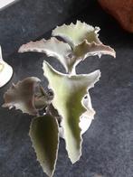 Kalanchoe beharensis, Huis en Inrichting, Kamerplanten, Ophalen of Verzenden, Halfschaduw, Minder dan 100 cm