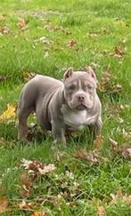 American pocket bully lillac tri forse pup!, Reu, CDV (hondenziekte), 8 tot 15 weken, Bulldog