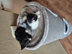 2 jonge poesjes te koop, Dieren en Toebehoren, Katten en Kittens | Overige Katten