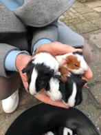 6 jonge cavia beertjes. Zie foto’s., Cavia, Mannelijk, Tam, Oktober