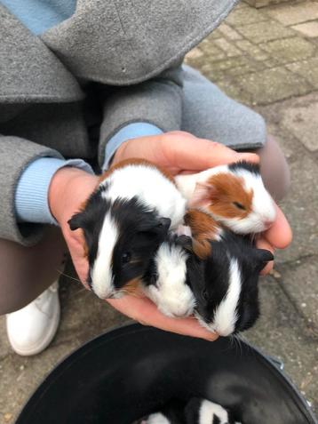 6 jonge cavia beertjes. Zie foto’s. beschikbaar voor biedingen