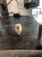 Pomeriaan teefje, Dieren en Toebehoren, Honden | Poolhonden, Keeshonden en Oertypen, Parvo, Keeshond, 15 weken tot 1 jaar, Teef