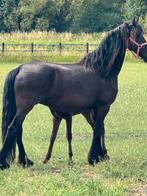 Geozcht 3-4 jarige friese Stermerrie, Ophalen, Nieuw
