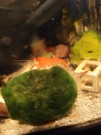 Prachtige oranje kreeftjes, Dieren en Toebehoren, Kreeft, Krab of Garnaal