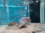 Flowerhorn Red Pearl cichlide, Dieren en Toebehoren, Vis, Zoetwatervis