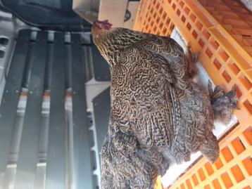 Kippen diverse wyandotte, cochin, barnevelder kriel beschikbaar voor biedingen
