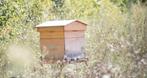 Gezocht: Locatie om een bijenkast te kunnen plaatsen, Dieren en Toebehoren, Overige Dieren, Mannelijk