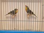 Koppel Japanse Nachtegalen, Meerdere dieren, Tropenvogel, Geringd
