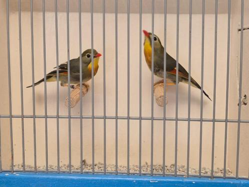 Koppel Japanse Nachtegalen, Dieren en Toebehoren, Vogels | Overige Vogels, Tropenvogel, Meerdere dieren, Geringd