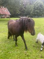 Jaarling merrie Shetland pony hengst veulen, Dieren en Toebehoren, Pony's, A pony (tot 1.17m), Onbeleerd, Meerdere dieren, Recreatiepony