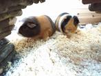 2 cavia's met complete uitzet w.o. hok, Dieren en Toebehoren, Knaagdieren, Mannelijk, Cavia, Tam