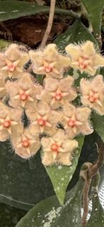 Hoya wrayi  🌱 ✂️, Bloeiende kamerplant, Ophalen of Verzenden, Halfschaduw, Minder dan 100 cm