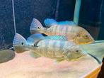 Cichla piquiti blue azul arowana datnioides potamotrygon gar, Dieren en Toebehoren, Vis