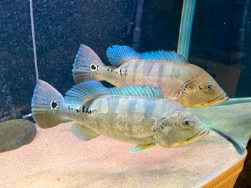 Cichla piquiti blue azul arowana datnioides potamotrygon gar beschikbaar voor biedingen