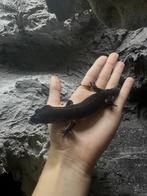Luipaardgekko blacknight pure line, Dieren en Toebehoren, Reptielen en Amfibieën, Overige soorten, Met terrarium, 0 tot 2 jaar