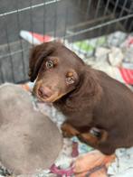 Prachtig kaninchen teckel pup van 4 maanden oud te koop, Dieren en Toebehoren, Kaninchen, Rabiës (hondsdolheid), Reu, 8 tot 15 weken