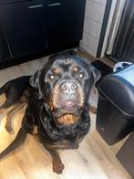 Rottweiler reu augustus 2021, Dieren en Toebehoren, Particulier, Rabiës (hondsdolheid), Buitenland, Rottweiler