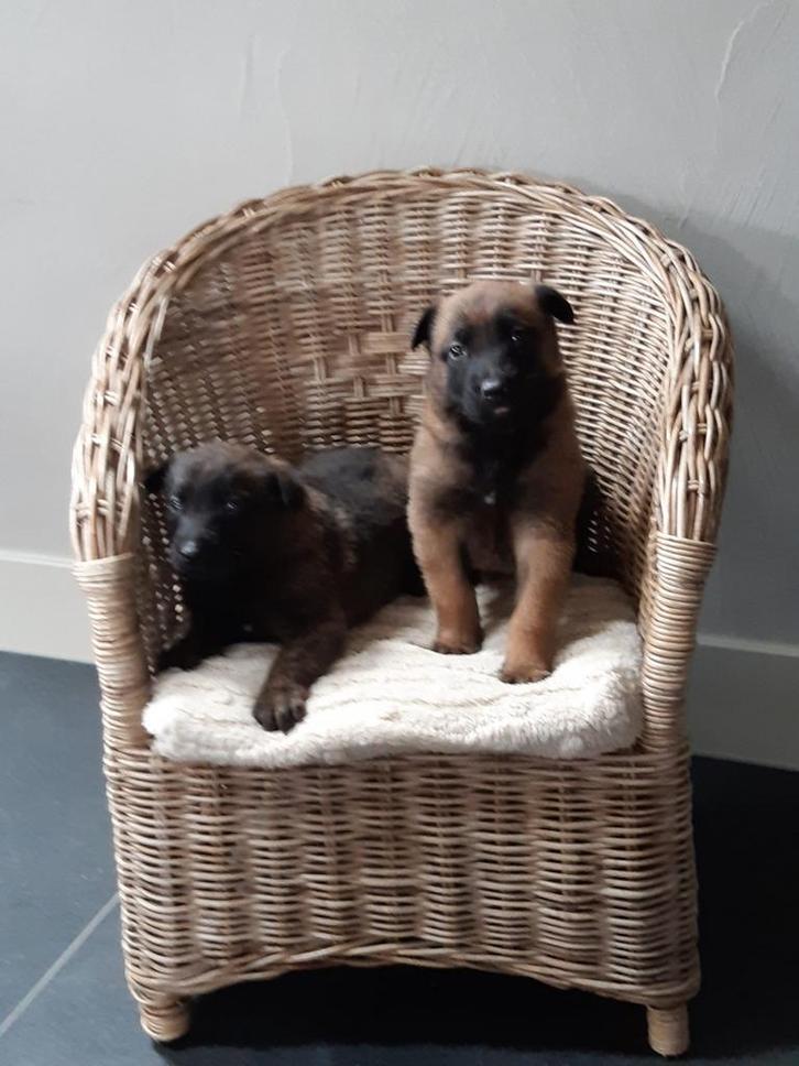 Hollandse Herder puppys gechipt, ontwormt  en geënt, Dieren en Toebehoren, Honden | Herdershonden en Veedrijvers, Meerdere dieren