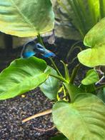 Guppy Blue Moscow, Dieren en Toebehoren, Vissen | Aquariumvissen, Vis