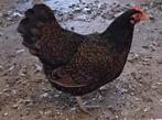 Barnevelder kriel 5stuks, Dieren en Toebehoren, Vrouwelijk, Kip