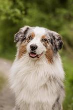 Prachtige en super lieve Australian Shepherd dekreu, Dieren en Toebehoren, Honden | Dekreuen, Rabiës (hondsdolheid), 3 tot 5 jaar