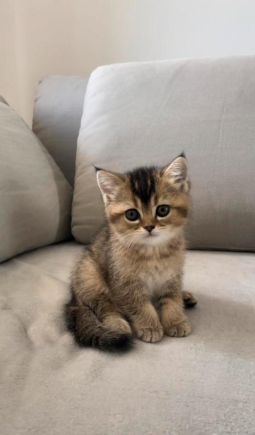 Britse korthaar golden shaded, Dieren en Toebehoren, Katten en Kittens | Raskatten | Korthaar, Poes, 0 tot 2 jaar, Ontwormd, Ingeënt