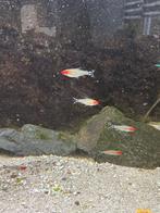 Roodkopzalm 6 stuks, Dieren en Toebehoren, Vis