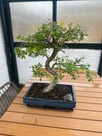 Oude Bonsai - Prachtige Sierboom, Ophalen, Halfschaduw, In pot, Minder dan 100 cm