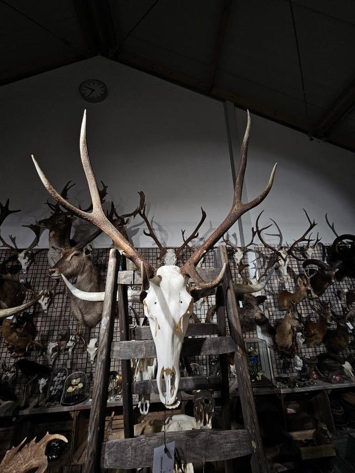 edelhert schedel met originele onderkaak sku 5, Verzamelen, Dierenverzamelingen, Nieuw, Schedel, Hert, Ophalen