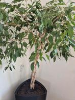 Grote Ficus in zwarte pot, Huis en Inrichting, Ophalen