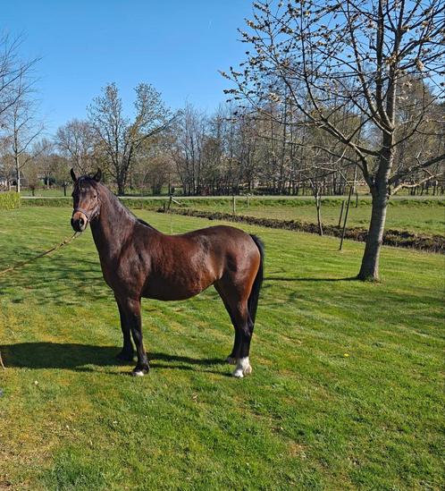 Welsh B pony, merrie., Dieren en Toebehoren, Pony's, Merrie, Onbeleerd, B pony (1.17m tot 1.27m), Recreatiepony, 3 tot 6 jaar