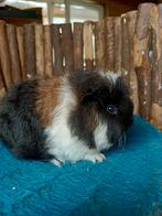 Ch teddy cavia, Juli, Mannelijk, Cavia