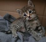 Poesje, Dieren en Toebehoren, Katten en Kittens | Overige Katten, Poes